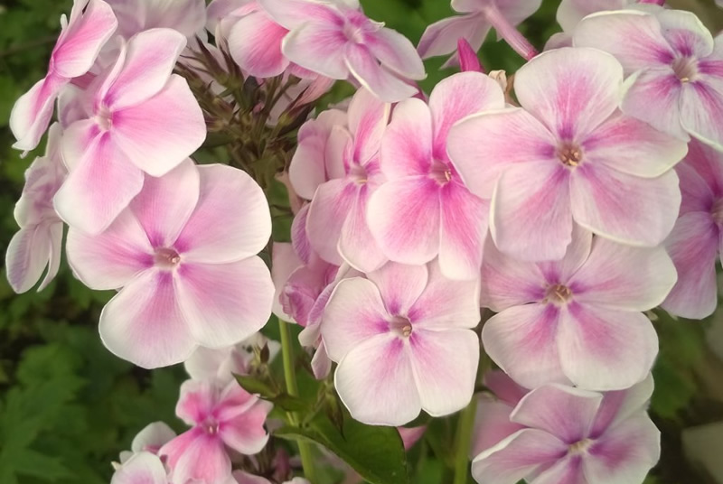 Флокс 'Красотка' / Phlox 'Krasotka'