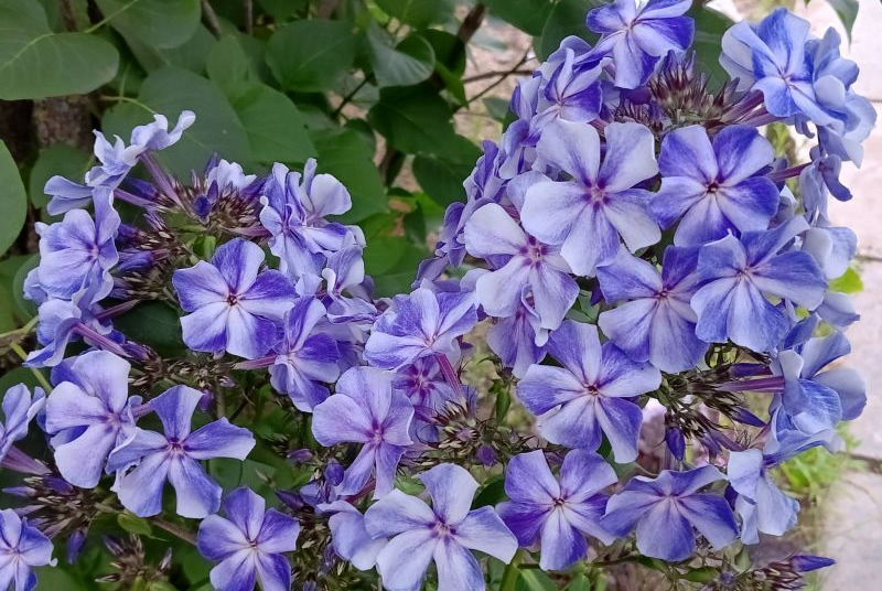 Флокс 'Остров Санторини' / Phlox 'Ostrov Santorini'