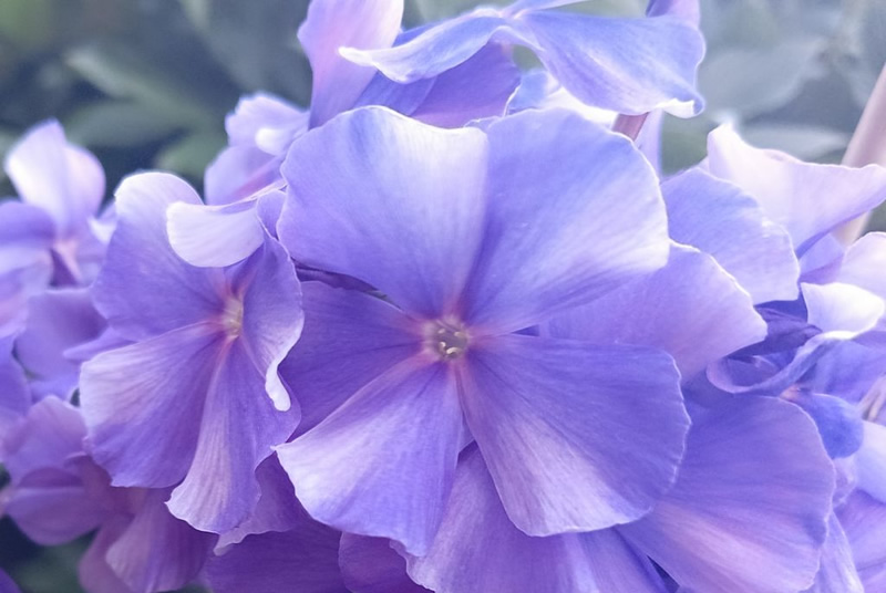 Флокс 'Синий взгляд' / Phlox 'Sinij vzgljad'