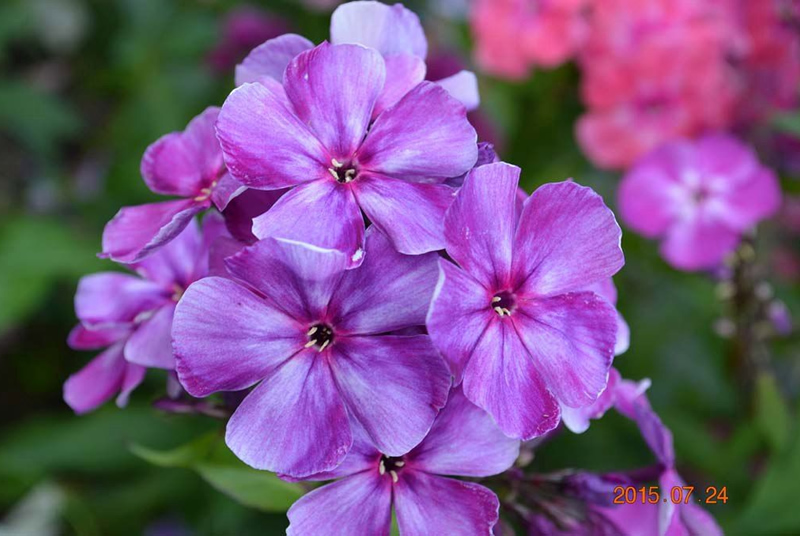 Флокс 'Шторм' / Phlox 'Shtorm'