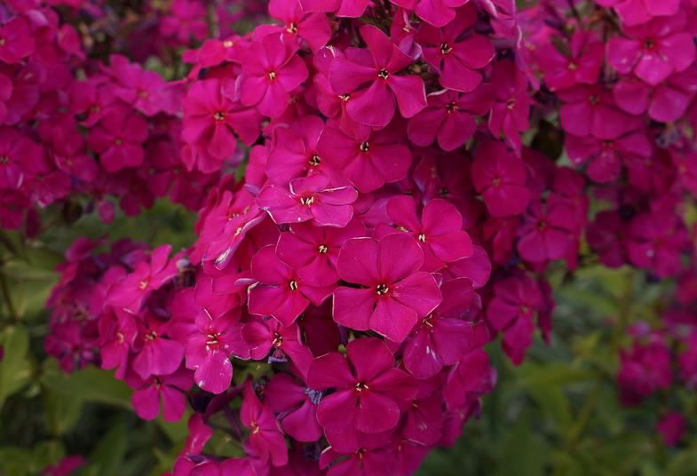 Флокс 'Юрий Репрев' / Phlox 'Yuriy Reprev'