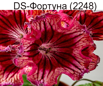 DS-Фортуна 2248 (Диметрис)  НОВИНКА КАТАЛОГА!