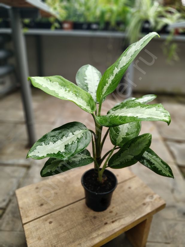 Аглаонема Сильвер Бей (AGLAONEMA 'SILVER BAY')