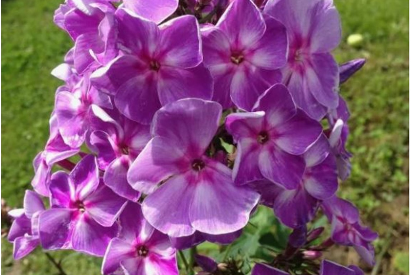 Флокс 'Шторм' / Phlox 'Shtorm'