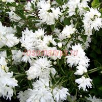 Чубушник венечный Buckley's Quill