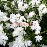 Чубушник венечный Buckley's Quill