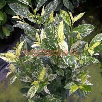 Лавровишня MARBLED WHITE