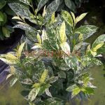 Лавровишня MARBLED WHITE