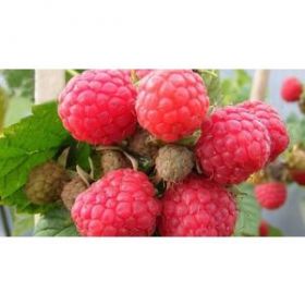 Малина "Глен Долл" (Glen Doll) ( в Р9) КОЛЛИЧЕСТВО ОГРАНИЧЕНО!