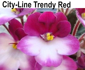City-Line Trendy Red. ( Clements )
