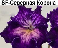 SF-Северная Корона (И.Кулешова)