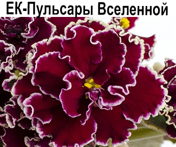 ЕК-Пульсар Вселенной (Коршунова)  НОВИНКА