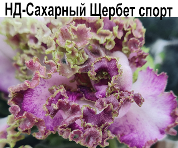 НД-Сахарный Щербет (Данилова-Суворова) спорт