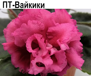 ПТ-Вайкики (Пугачева)  НОВИНКА КАТАЛОГА!