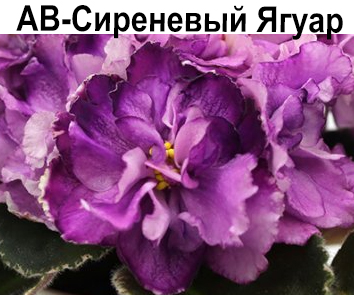 АВ-Сиреневый Ягуар