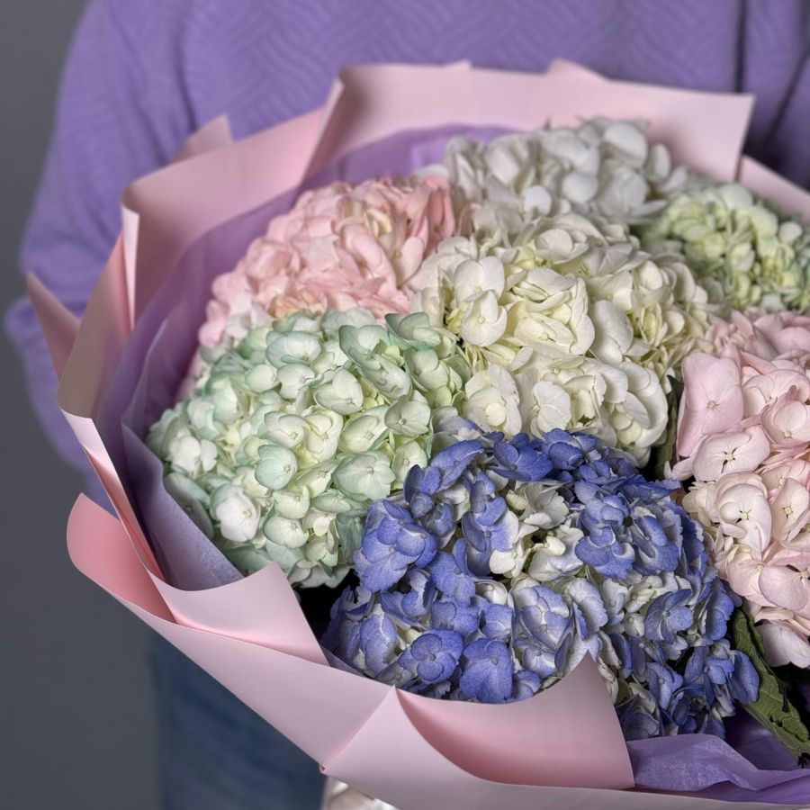 7 разноцветных гортензий