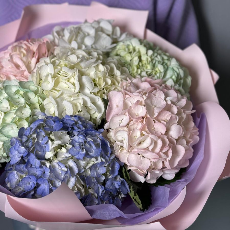 7 разноцветных гортензий