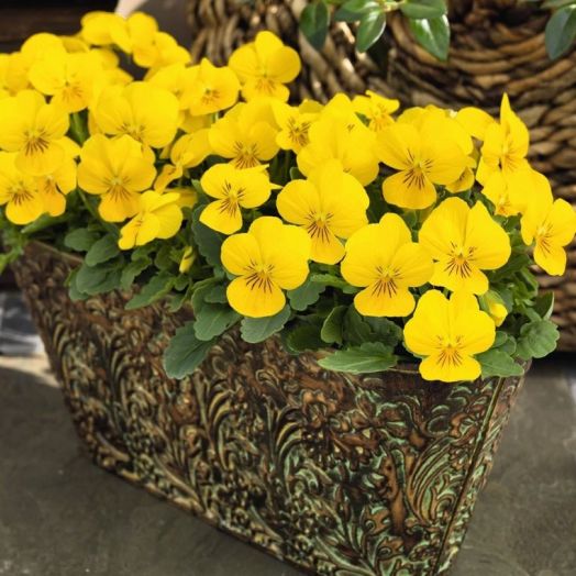 Виола рогатая (Viola cornuta) Floral Power Yellow, 100 семян