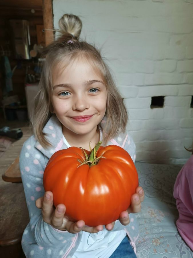 Томат "Шапка Мономаха"