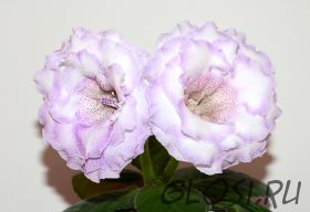 ЕН-Сон в Раю (сел.Е.Николаева) Новинка 2025!