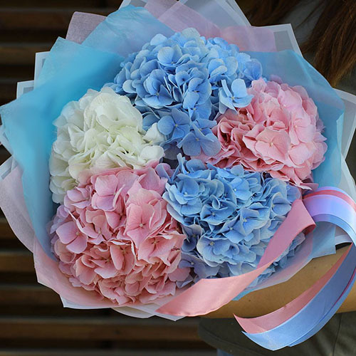 Букет "5 гортензий микс"