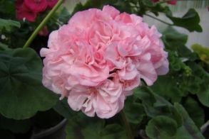 Пеларгония зональная Bold Diamond wedding