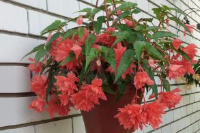 Бегония Белекония Салмон