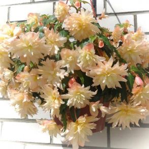 Бегония Белекония Крим