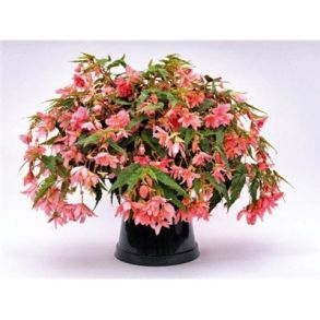 Бегония Фанки Пинк