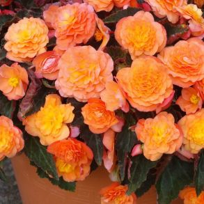 Бегония Пиадроп