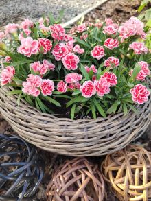 Гвоздика Sprint Fancy Red