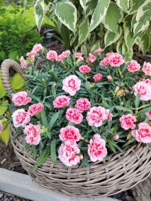 Гвоздика Sprint Fancy Salmon