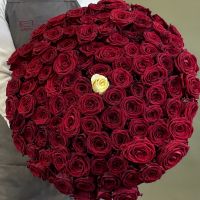 101 роза красные и белая (60см)