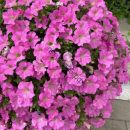 петуния сурфиния трейлинг биг пинк