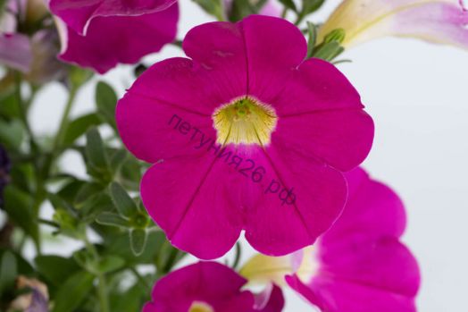 Петуния  Cascadias Rose