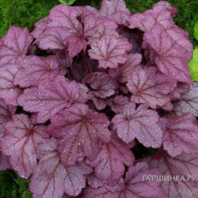 Гейхера Грейп Сода Grape Soda в Р9