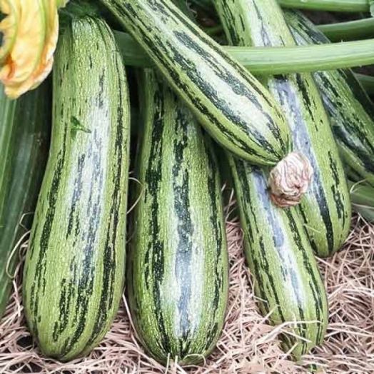 Кабачок Куанд, 50шт семян