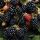 Ежевика Блэк Сатин