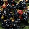 Ежевика Блэк Сатин