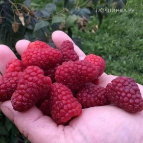 Малина Атлант