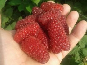 Малина Пшехиба