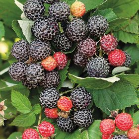 Малина Кумберленд