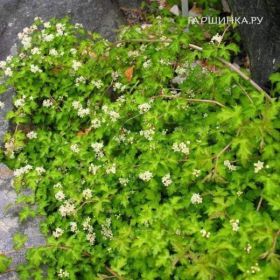 Криспа Стефанандра