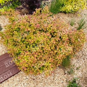 Спирея Зен Спирит Карамель (Spiraea japonica Zen Spirit Caramel)