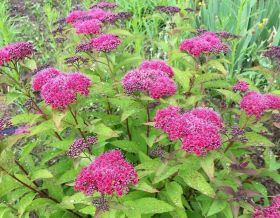 Спирея Double Play Red (Дабл Плэй Ред)