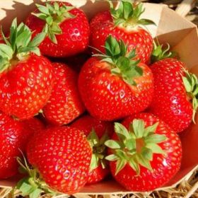 Земляника Эльсанта