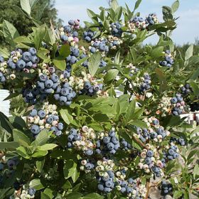 Голубика Патриот (Patriot)