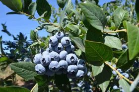 Голубика Блю Кроп (Bluecrop)