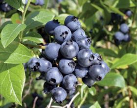 Голубика Норт Блю (North Blue)