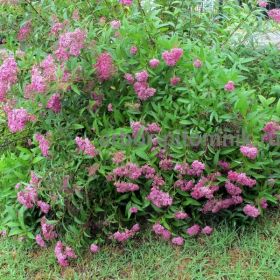 Спирея японская Магнум Роуз (Magnum Rose)